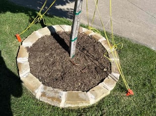 Weeding by Patrick Stewart for Shelley T. in McKinney, TX