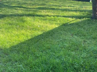 Carter S.'s Yard Cutting service result