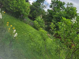 Judy M.'s Lawn Service service result