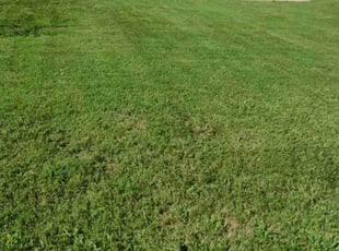 Erica F.'s Lawn Care service result