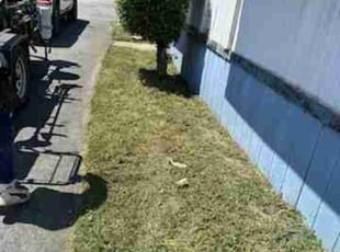 Bush Trimming by Aristeo Valladares for Nathan R. in Bloomington, CA