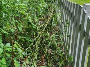 Bush Trimming by Daniel Meehan for Dayo A. in Owings Mills, MD