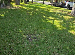 Leaf Removal by Rene Andrade for Laura T. in Austin, TX
