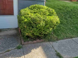 Bush Trimming by Marvin Simmons for Brandon C. in Norristown, PA