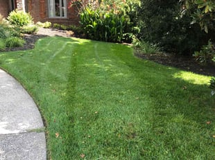 Lynn S.'s Lawn Mowing service result
