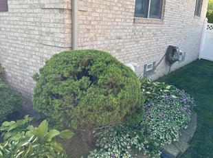 Bush Trimming by Dedrah Kowalski for Peggy m. in Brownstown Township, MI
