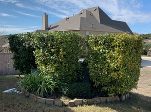 Bush Trimming by FRANCISCO PEREZ for Roberto C. in San Antonio, TX