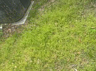 Cleanups by Lamar Copeland for Travis C. in Baltimore, MD