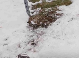 Leaf Removal by for Mark v. in Roseville, MN