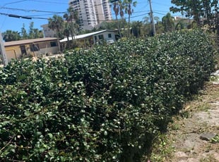 Bush Trimming by Tres Eugene for Kristi B. in Port Orange, FL