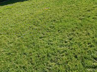 Evelyn R.'s Lawn Service service result