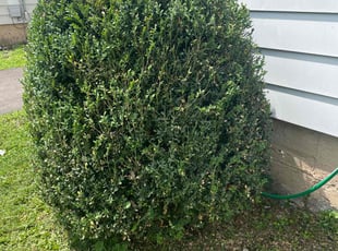 Bush Trimming by Francisco Romero for Bonita K. in Elgin, IL