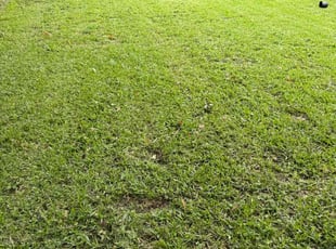 Alberto R.'s Lawn Maintenance service result