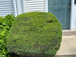 Bush Trimming by Edwin Villagran for Alissa B. in Gaithersburg, MD