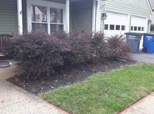 Weeding by Mark Enge for Mark O. in Sterling, VA
