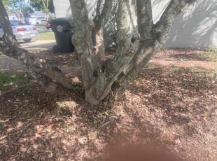 Bush Trimming by Martin Byington for Anthony P. in Oviedo, FL