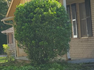 Bush Trimming by Rodney Tucker for Dell R. in Jonesboro, GA