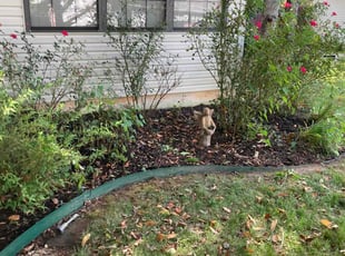 Mulching by Brandon McDonald for Kathy B. in Ozark, MO