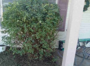Debbie D.'s Bush Trimming service result