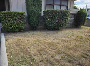 Bush Trimming by Ricardo Garcia for Anita C. in La Mirada, CA