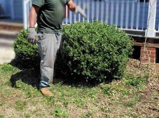 Bush Trimming by Mike Williams for Akeem H. in Richmond, VA