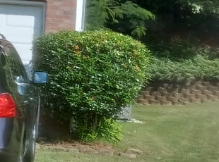 Diane B.'s Bush Trimming service result