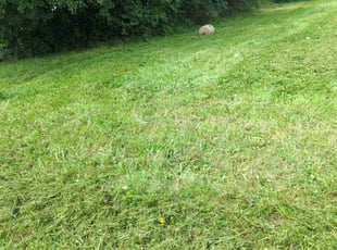 Wynn L.'s Yard Cutting service result