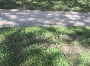 Weeding by Simon Diamond for Mayra Z. in Dallas, TX