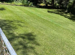 Fany C.'s Yard Cutting service result