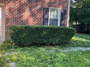 Stacy N.'s Bush Trimming service result