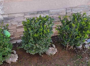 Bush Trimming by Jesus Urquides for Aaron B. in Fresno, CA