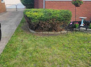 Toby H.'s Bush Trimming service result