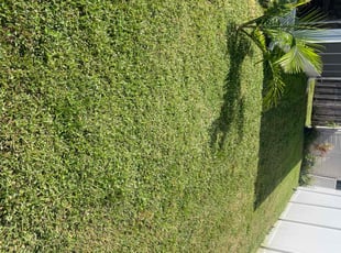 Joan B.'s Lawn Mowing service result