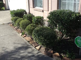 Bush Trimming by Juan Murillo for Darci M. in Pearland, TX