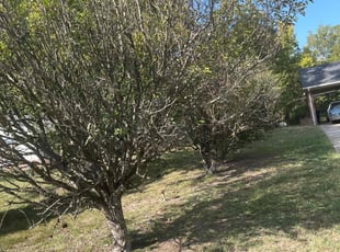 Bush Trimming by Kevin Dimas for Loretta R. in Durham, NC