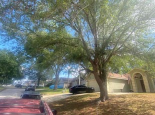 Leaf Removal by Nathan Massey for Frank C. in Davenport, FL