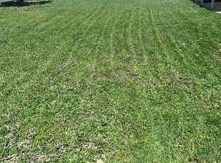 Renee A.'s Yard Cutting service result