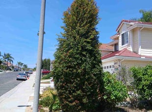 Bush Trimming by Dustyn Roberts for Sasha M. in San Diego, CA