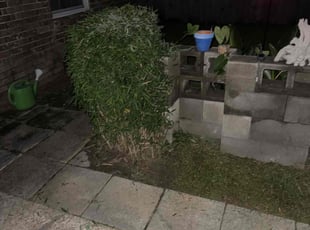 Dennis C.'s Bush Trimming service result