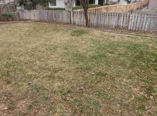 Leaf Removal by Trent Young for Dane A. in Thornton, CO
