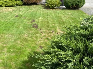 Dae K.'s Lawn Mowing service result