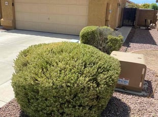 Bush Trimming by Brian Gibson for Mark B. in Peoria, AZ