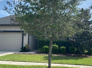 Anton M.'s Lawn Maintenance service result