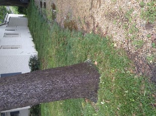 Bush Trimming by Daron Doyle for Andrew K. in Baton Rouge, LA