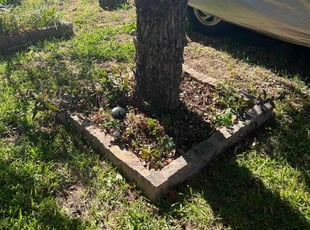 Bush Trimming by Thomas Fincher for Tricia H. in Granbury, TX