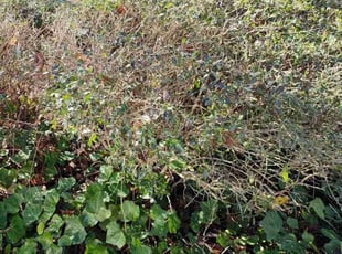 Bush Trimming by Scaroline LLC for Amanda C. in Alpharetta, GA