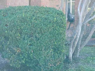 Bush Trimming by Jason Westgor for Wyndy C. in San Antonio, TX