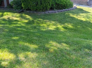 Tricia K.'s Lawn Service service result