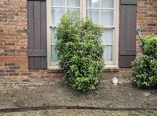 Weeding by Tyrone Blaylock for Miles C. in Arlington, TN