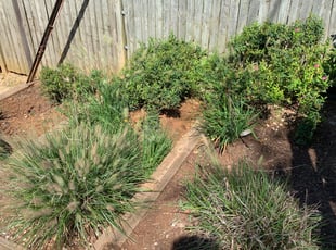 Weeding by Thomas Mueller for Laura F. in Washington, DC